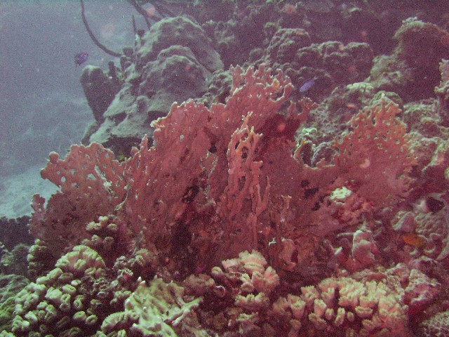 Red Fire Coral