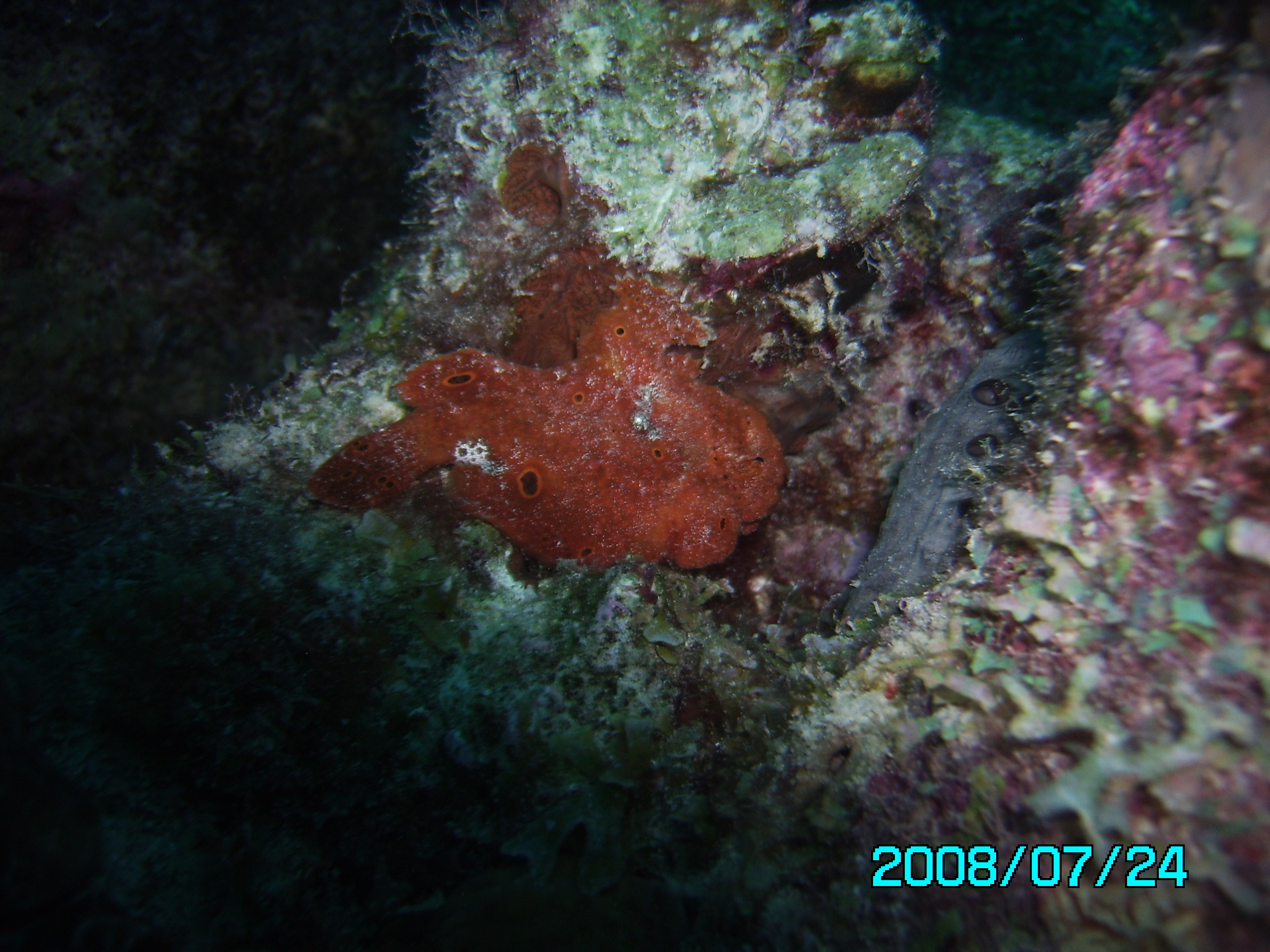 Red Frogfish
