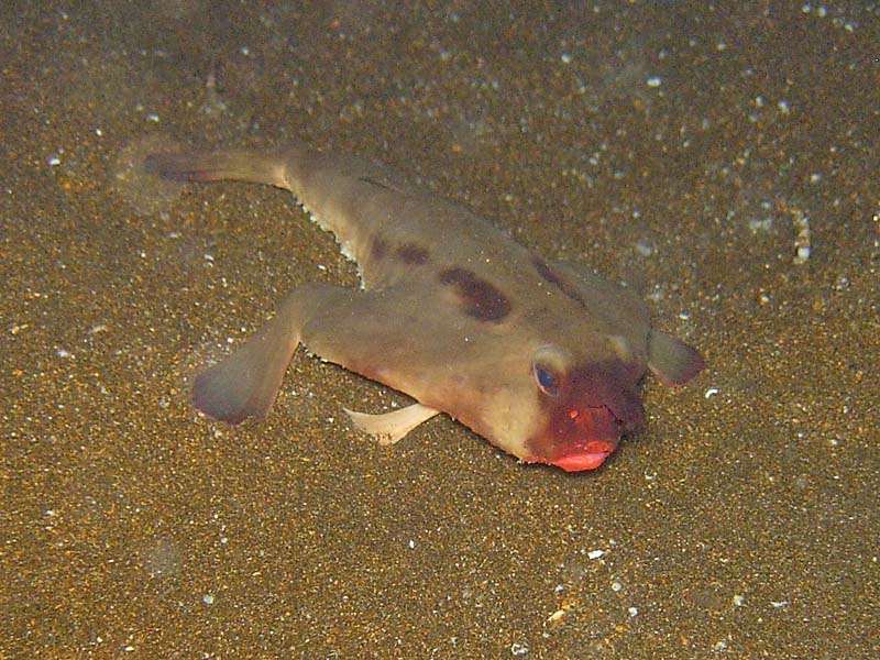 Red Lip Batfish