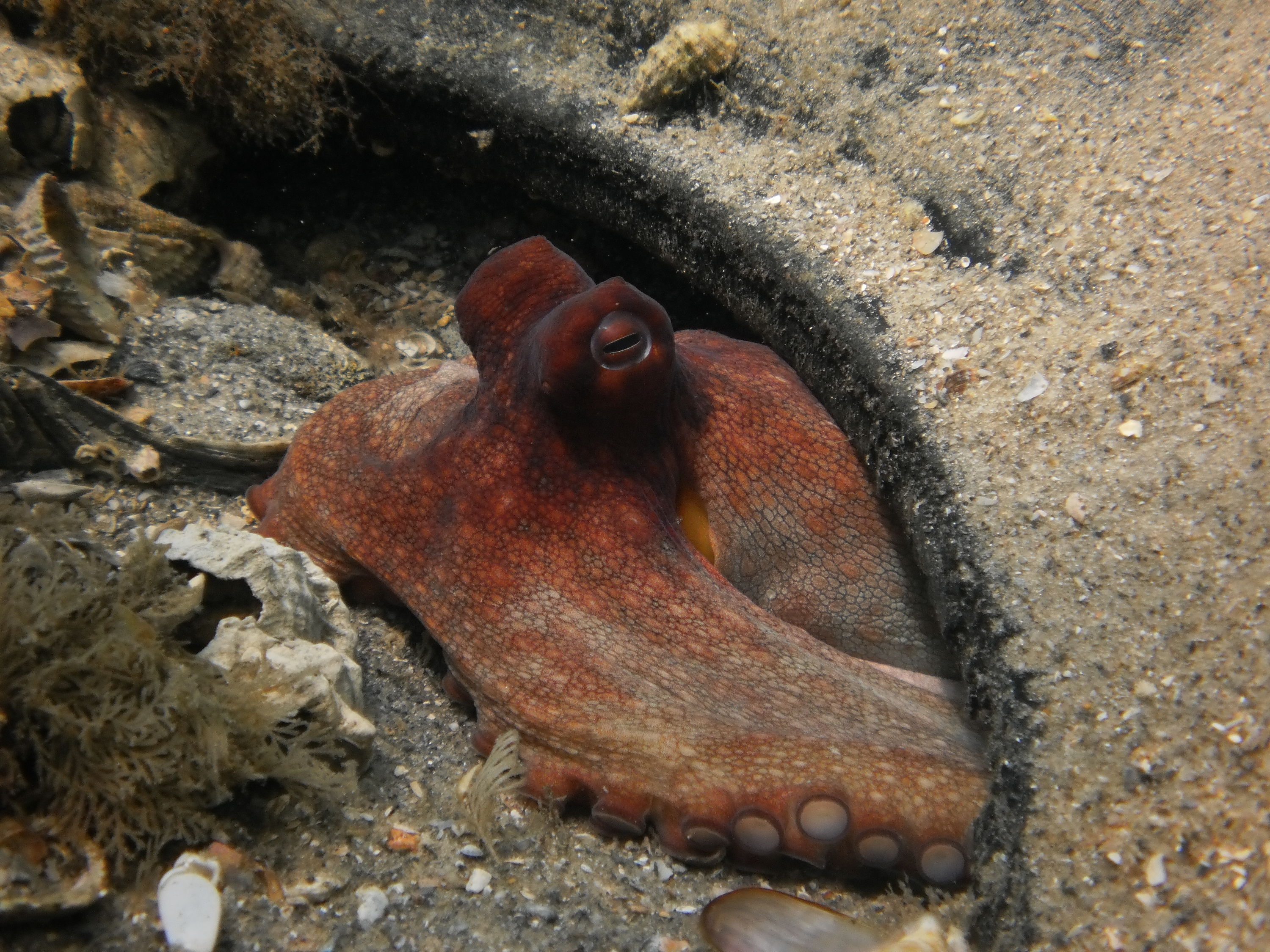 Red Octo in Tire