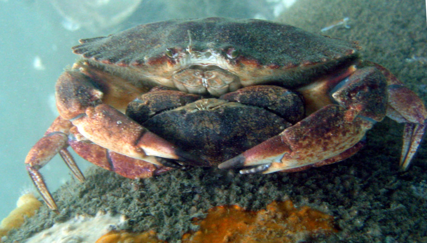 red rock crab couple