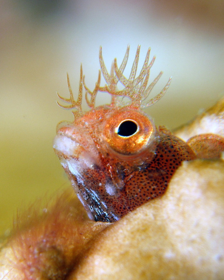 Red Roughhead Blenny - 1