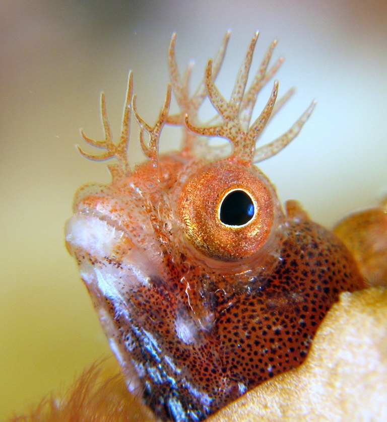Red Roughhead Blenny - 2