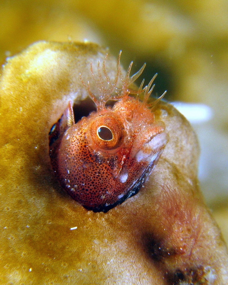 Red Roughhead Blenny - 3