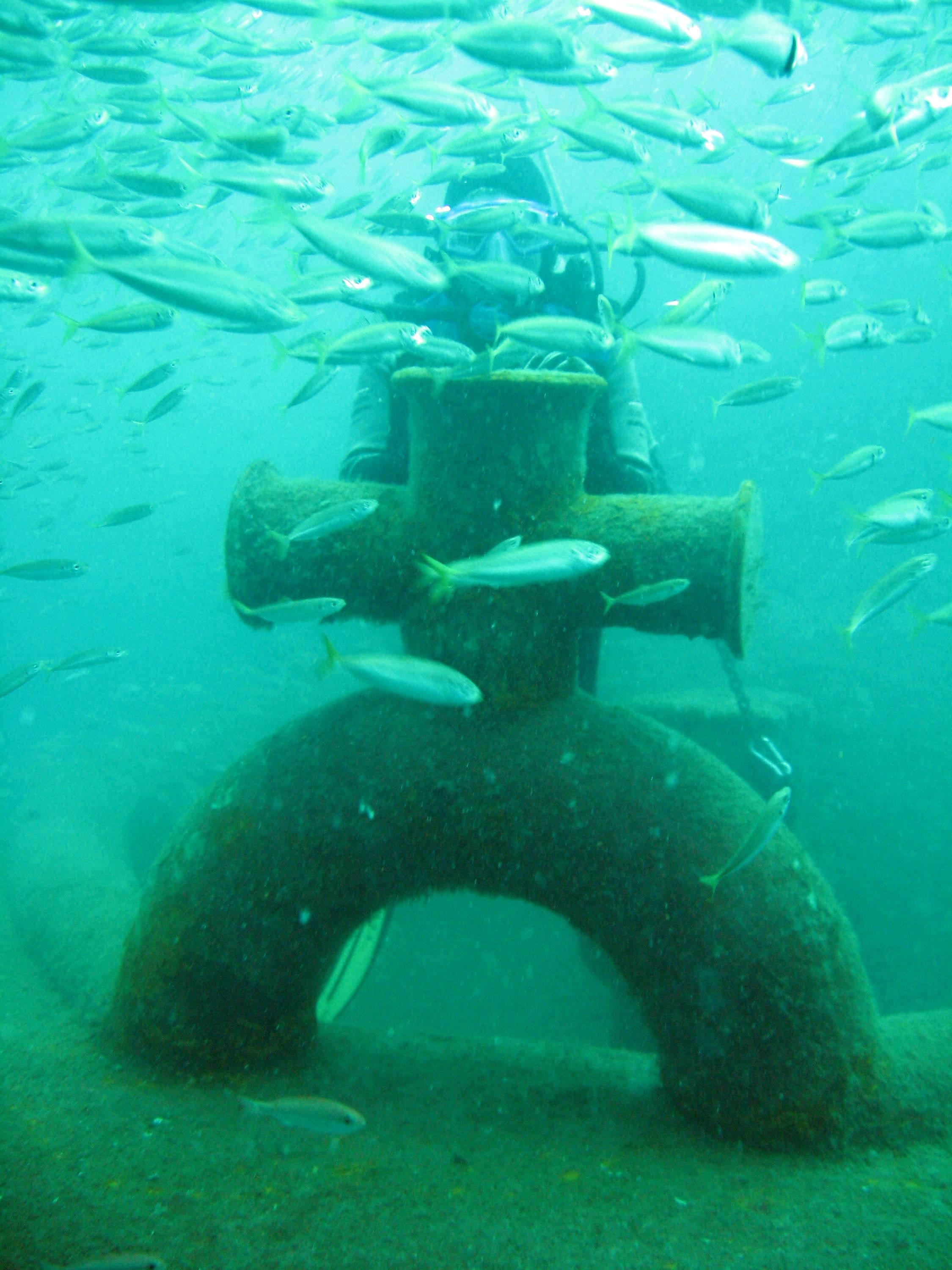 Red Sea Tug