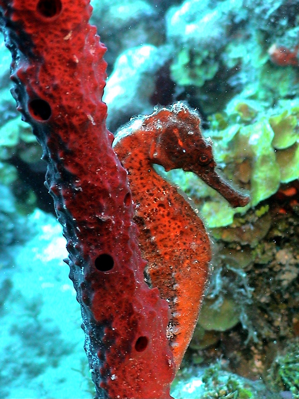 Red Seahorse in St. Croix
