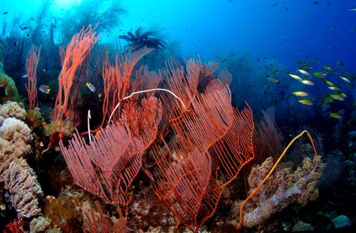 red whip coral