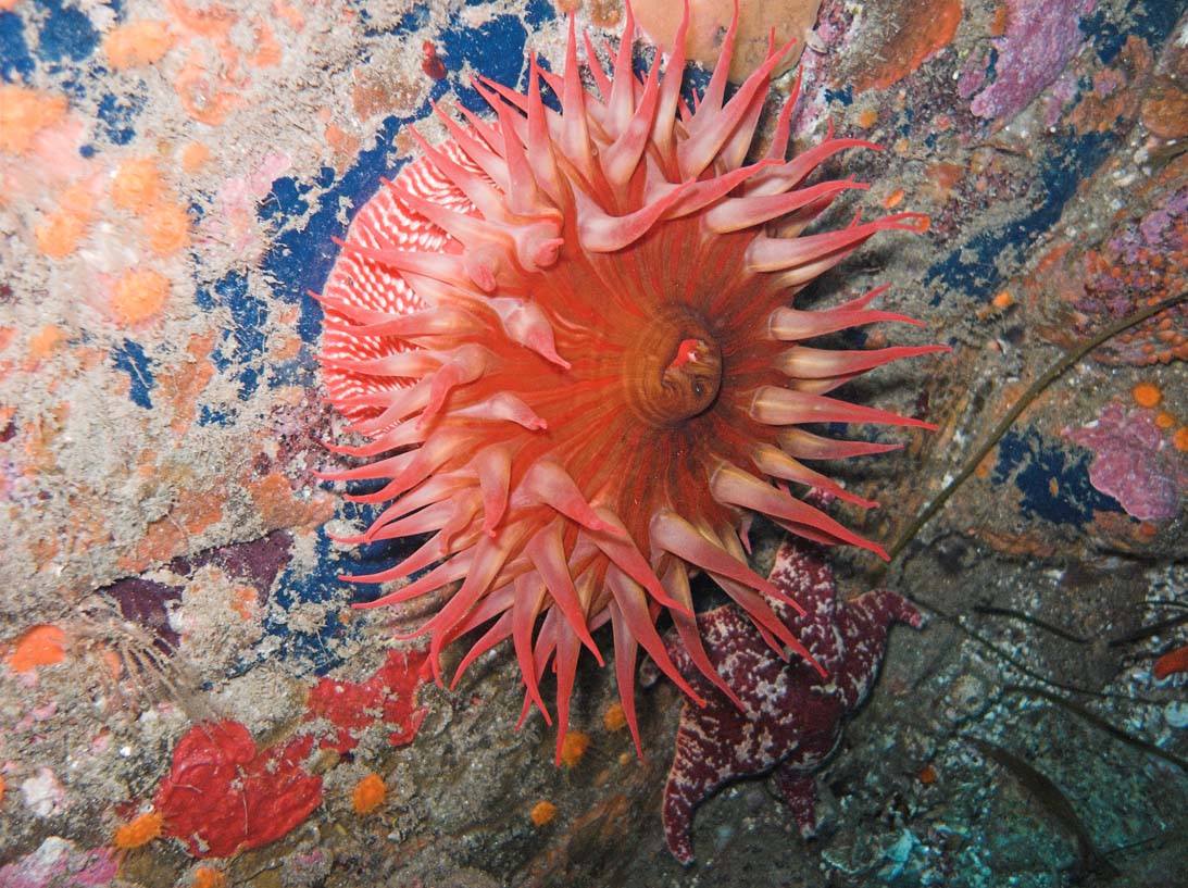 Red_Anemone