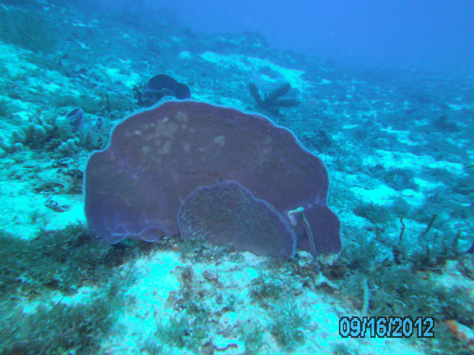 Reef fish from Sep 2012
