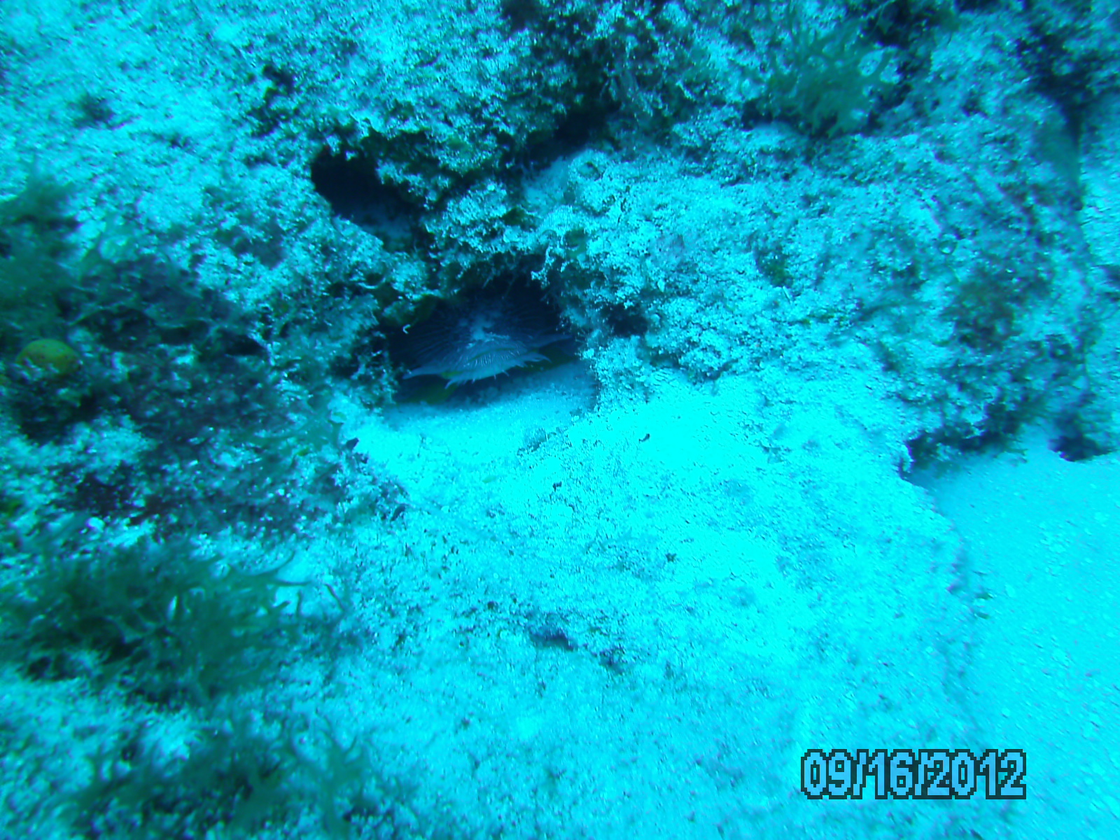 Reef fish from Sep 2012
