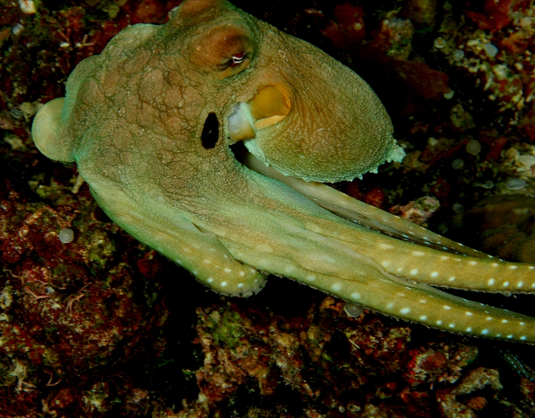 Reef octo