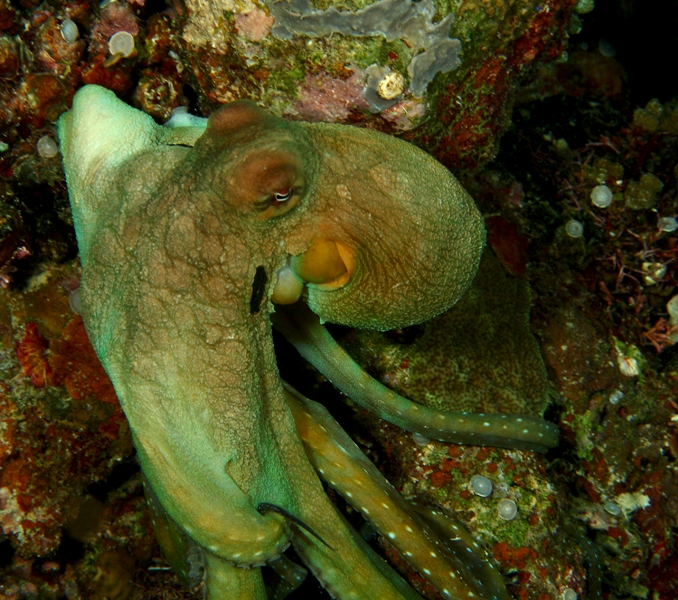 Reef octo
