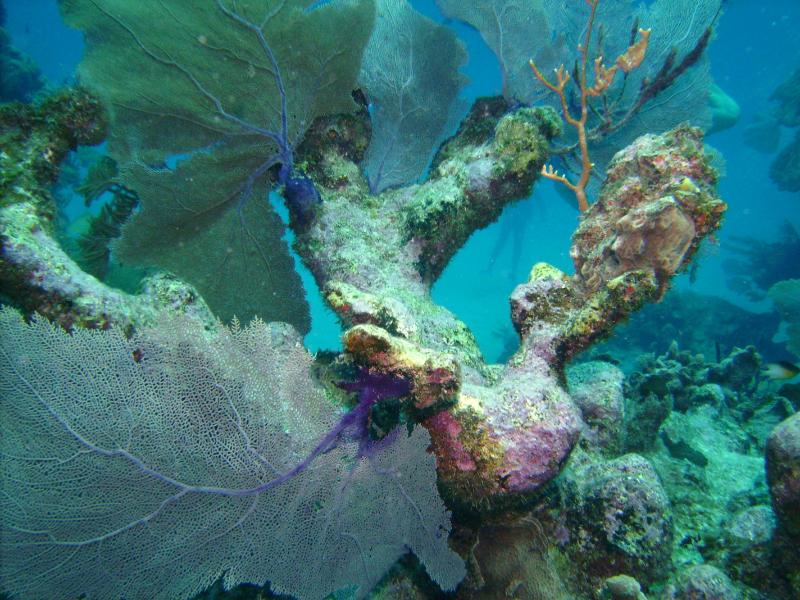 Reef of Akumal