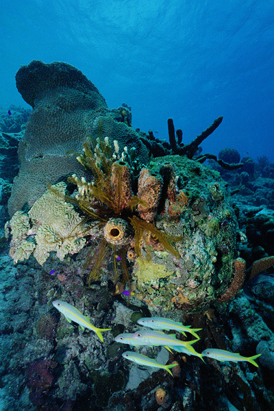 Reef Scene Klein Bonaire