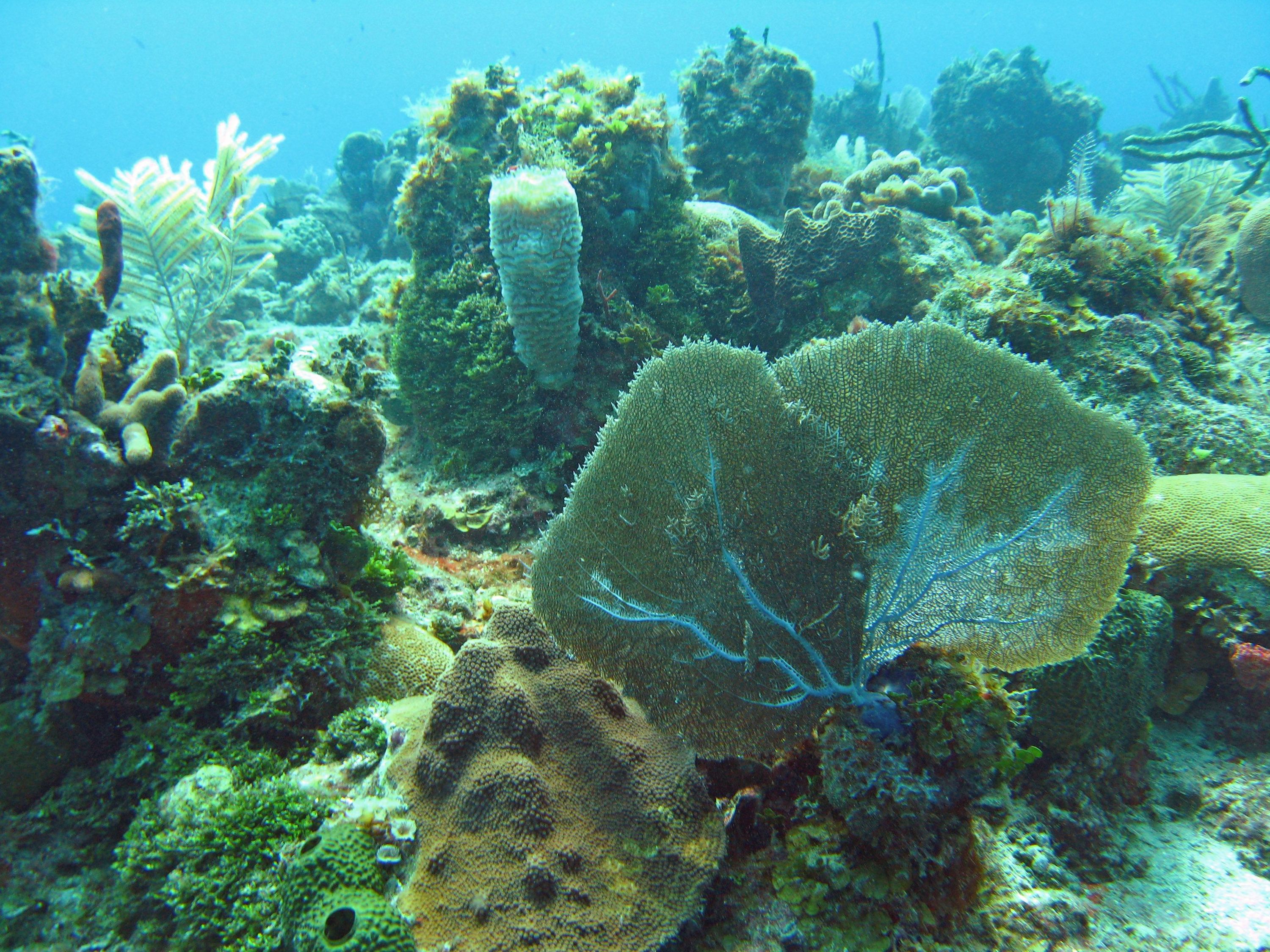 Reef Scene of Soft Corals