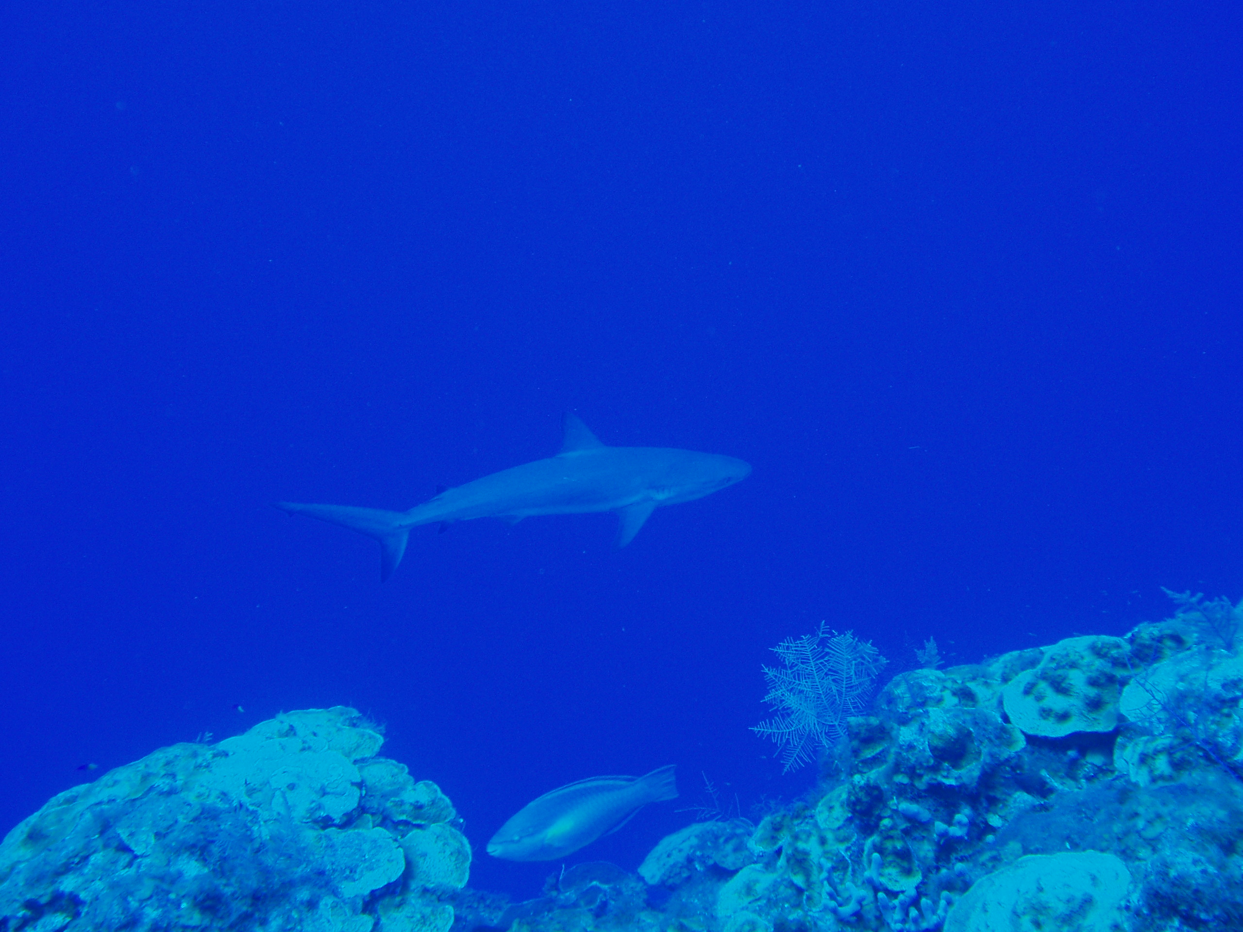 Reef Shark, West  Caicos