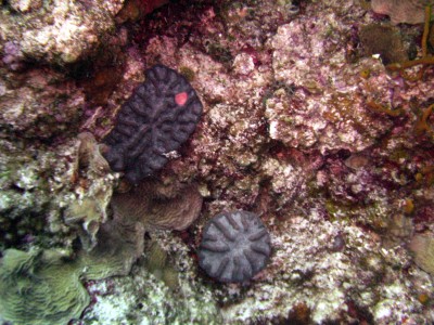 Reticulated Coral