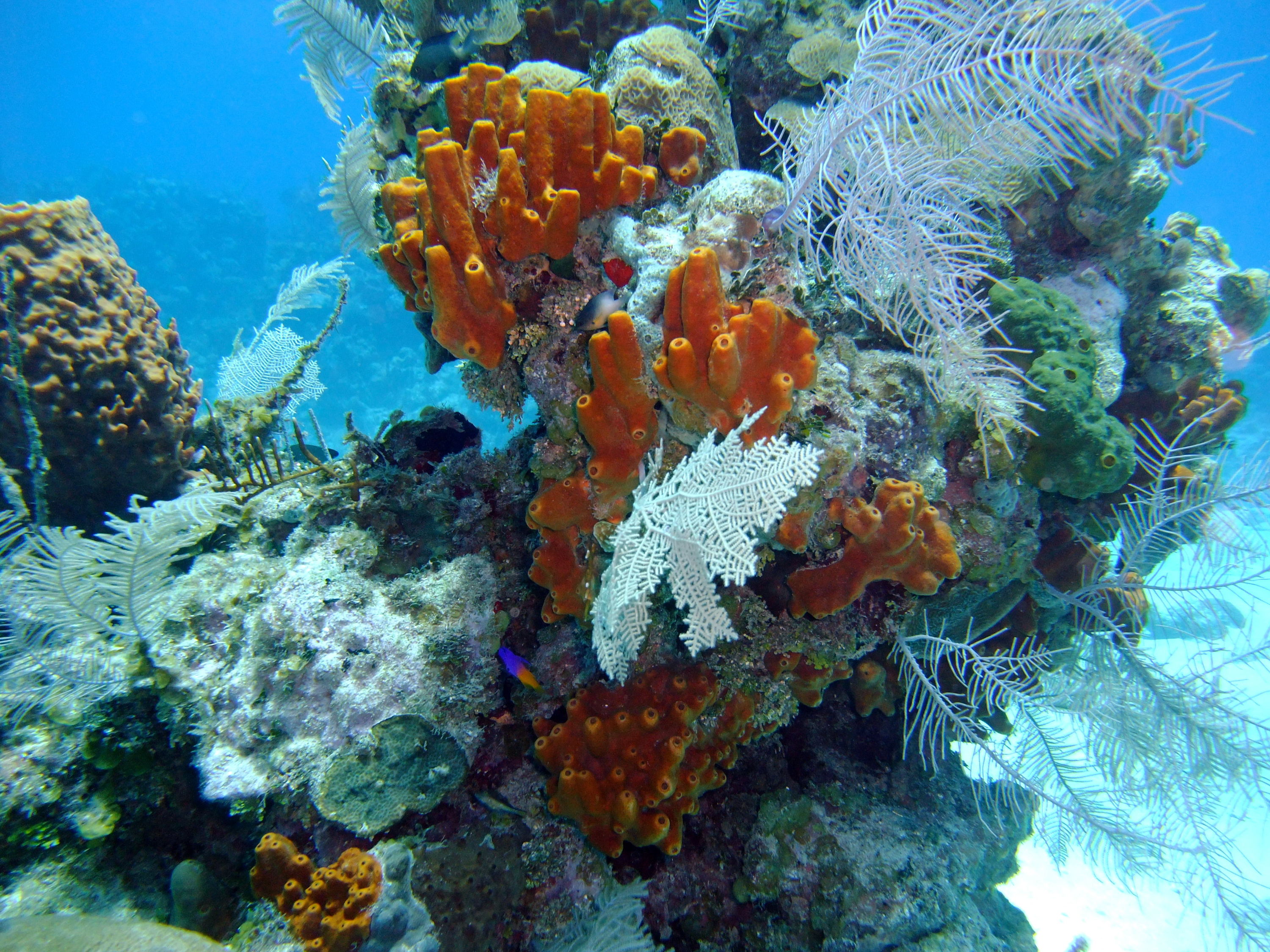 Roatan-Coral