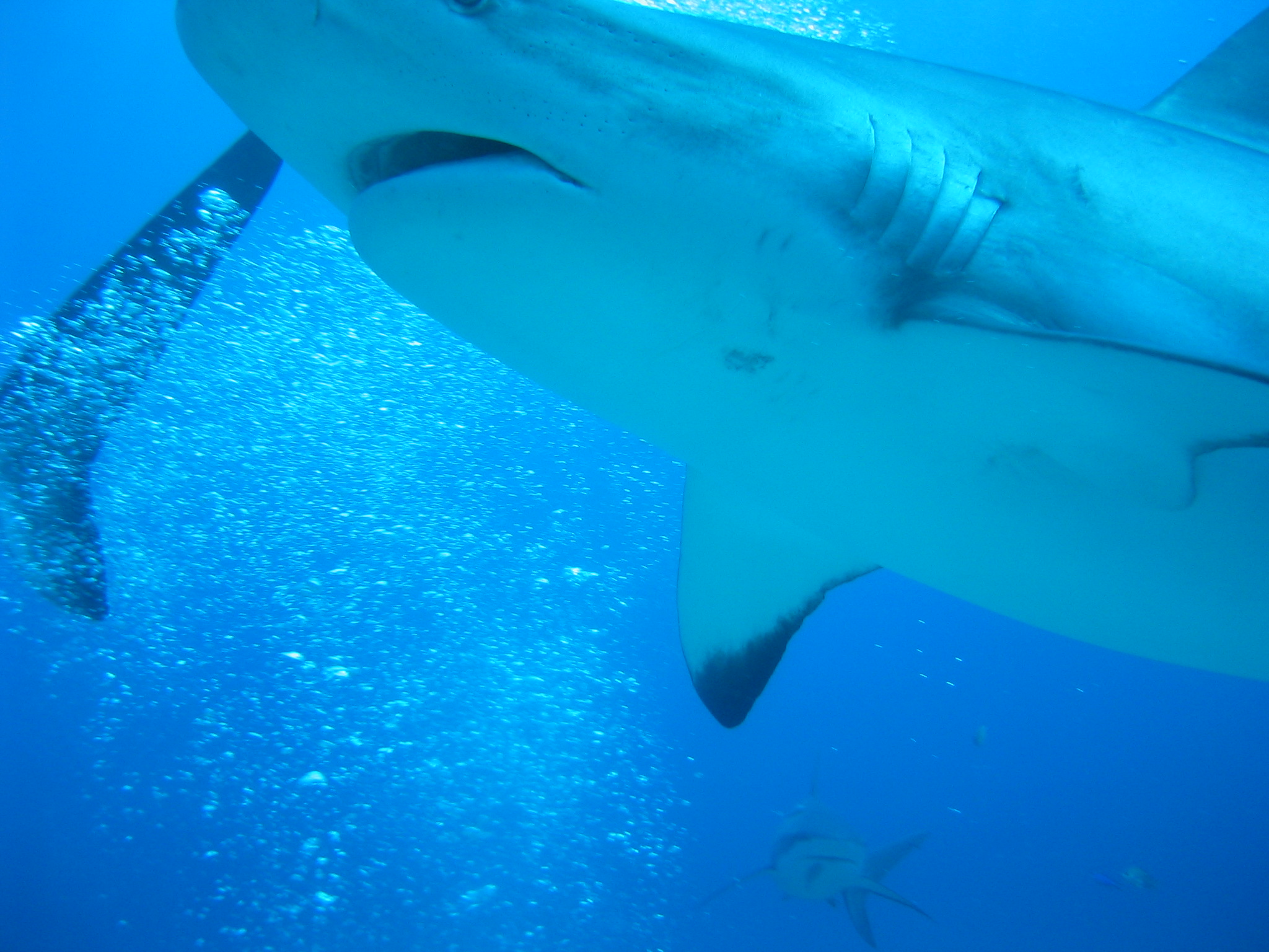 Roatan Shark Dive