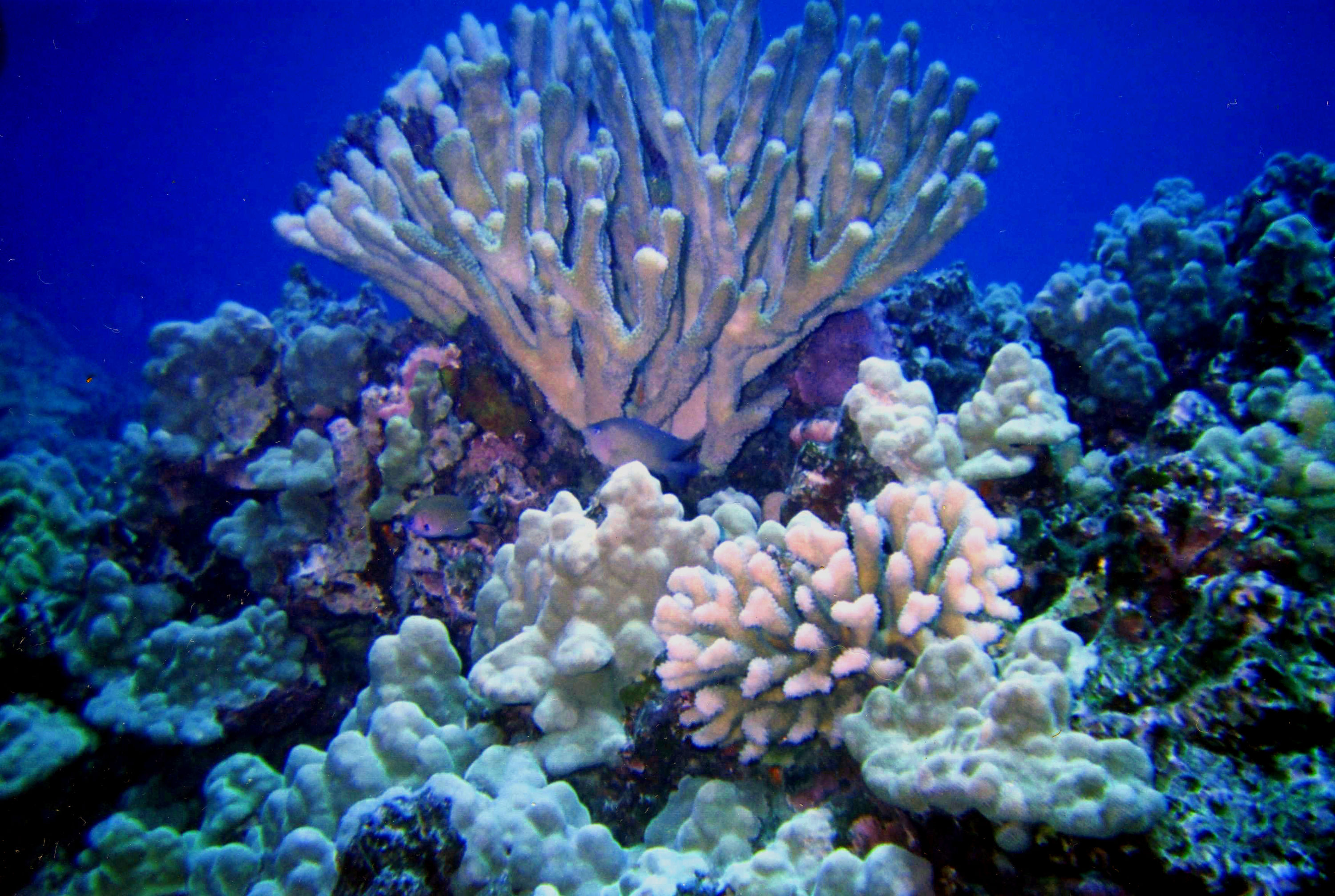 Robbs Reef