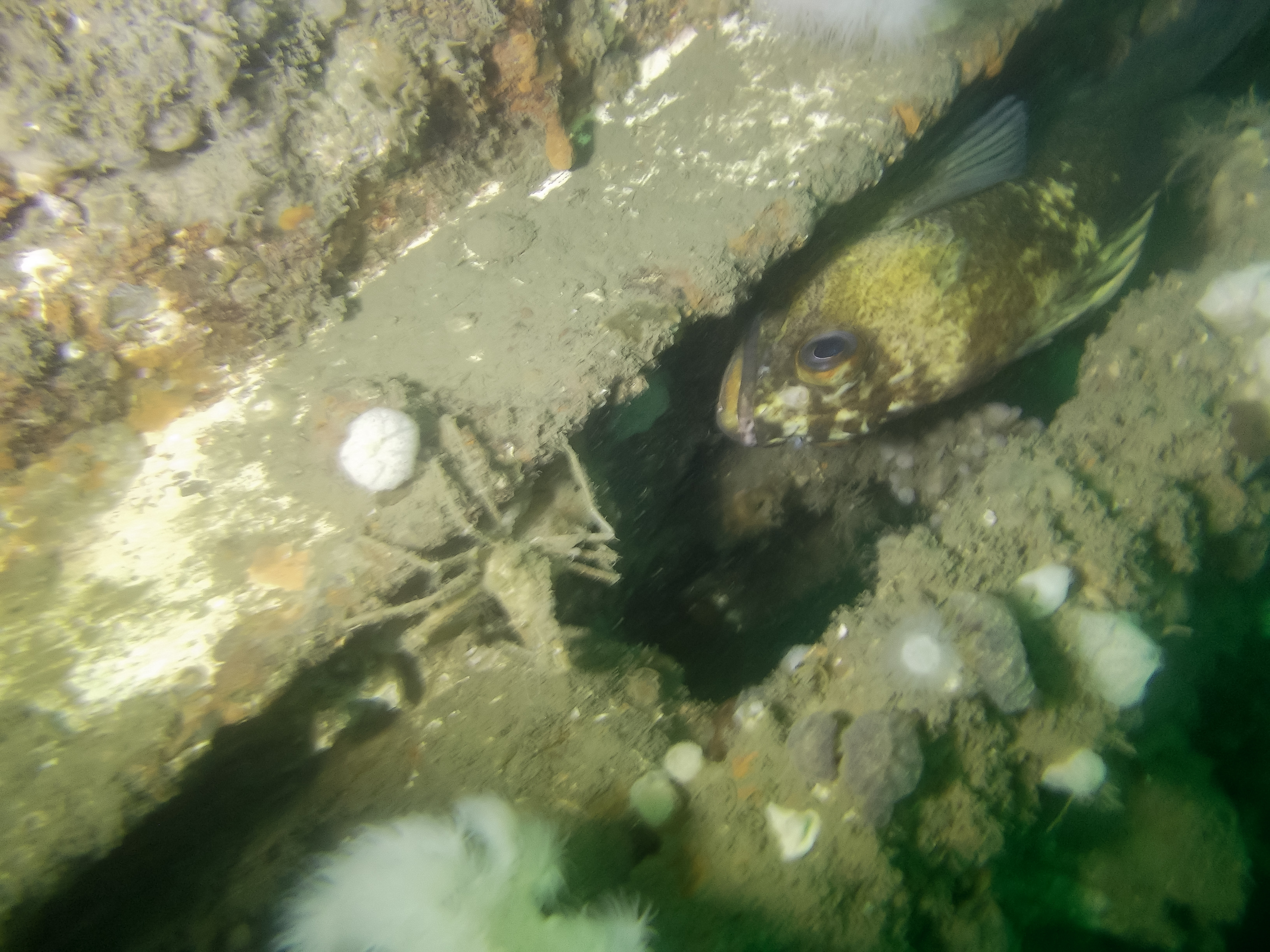 Rockfish and unwanted visitor - GB Church