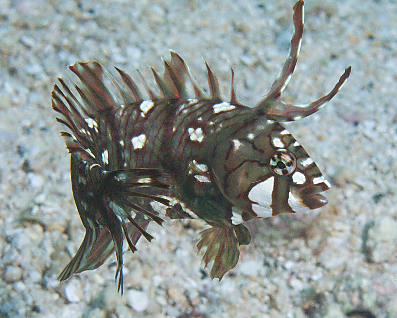 Rockmover wrasse at Barney's