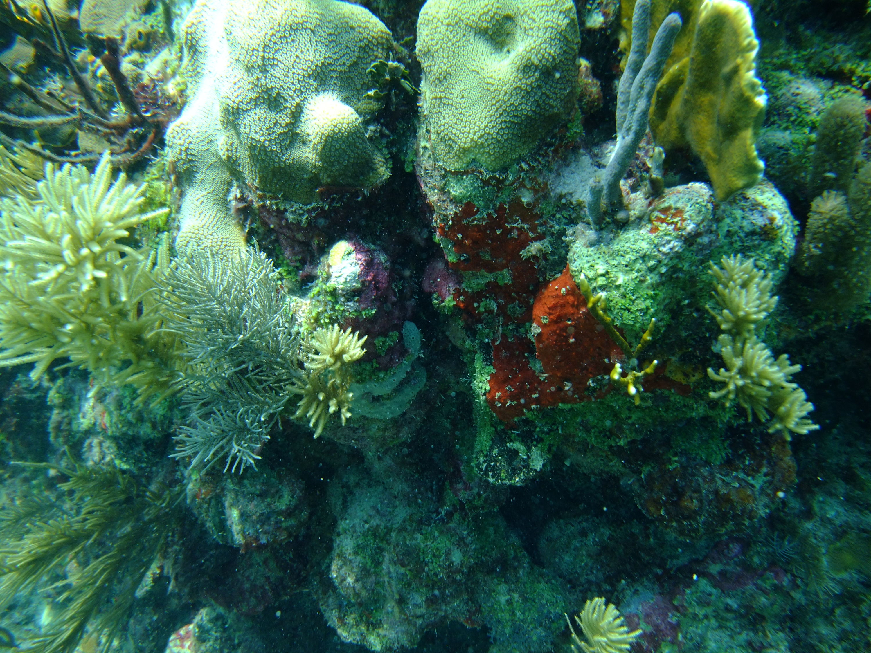 Rotman Coral - Cancun, Mexico