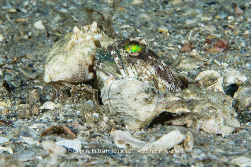 Rough Box Crab, Calappa gallus and Banded Jawfish, Opistognatjus macrognath