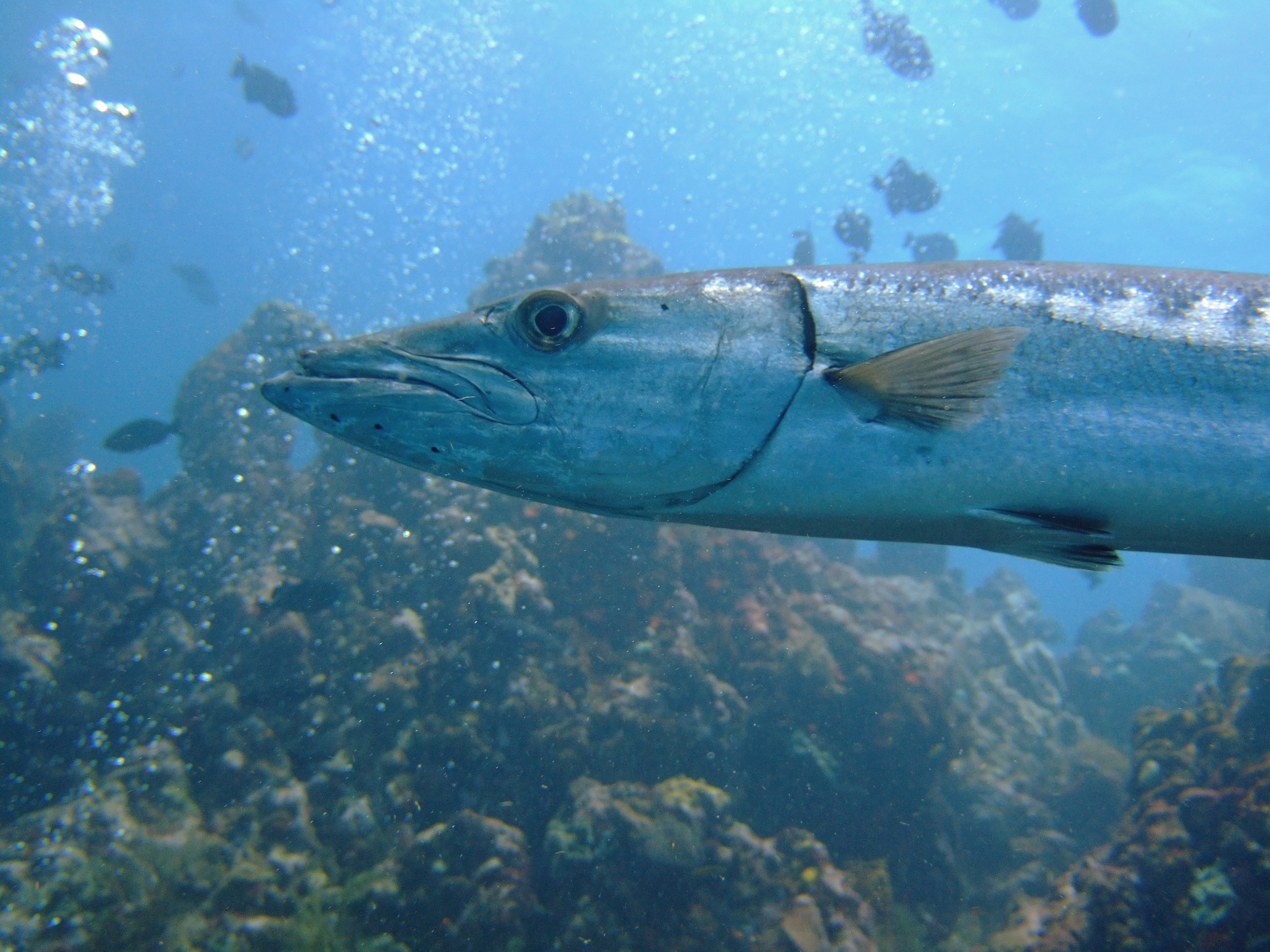 Saban Barracuda