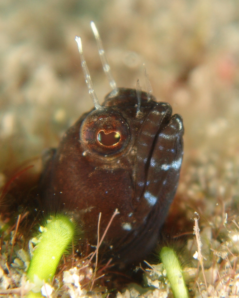 Salfin Blenny on the Wreck of the Scutti