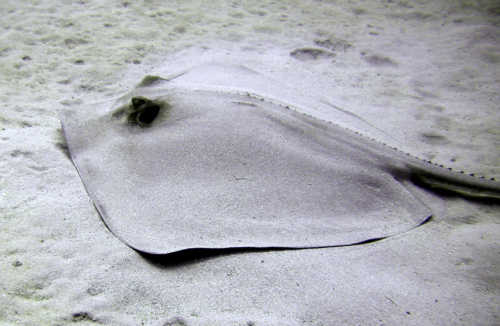 Sand covered Ray