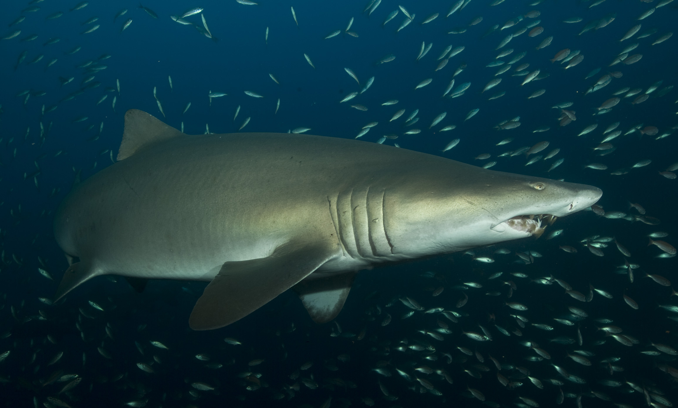 Sand Tiger Shark, Wreck of the Spar, Cape Lookout, North Carolina