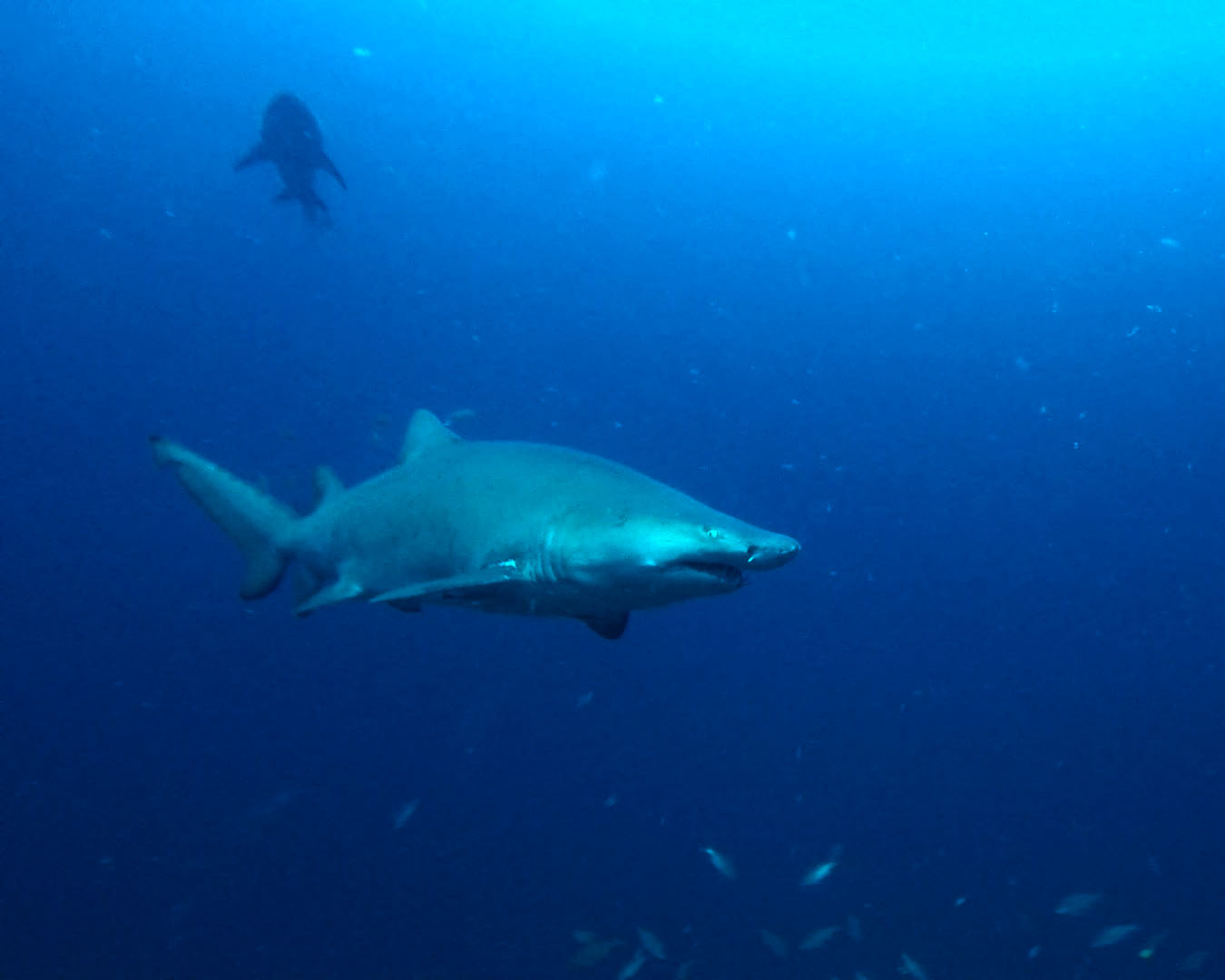 Sand Tiger sharks 2015