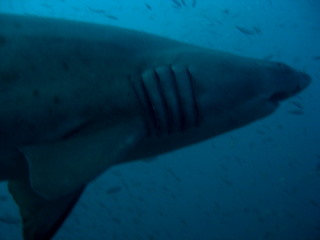 Sandtiger Shark on U-352