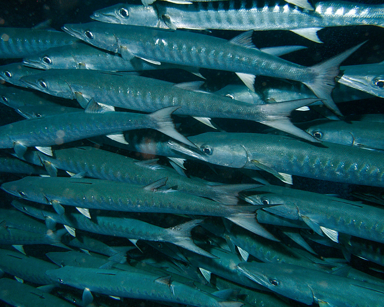 School of barracudas at Barracuda Point