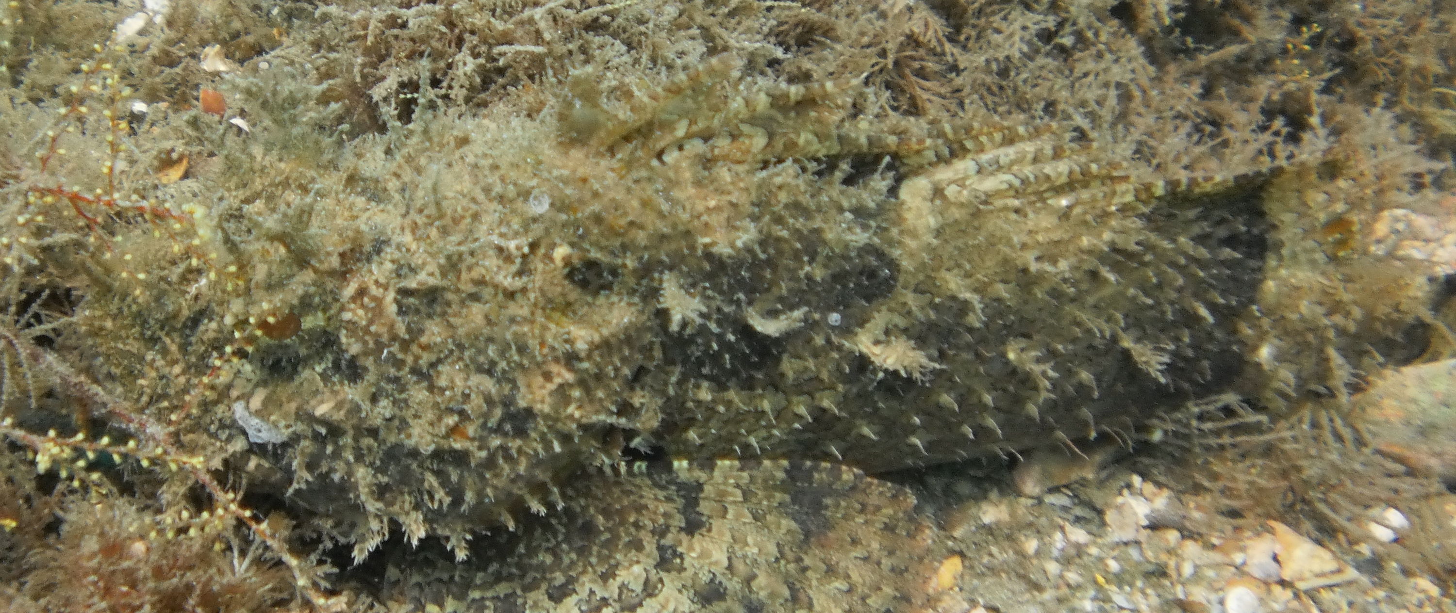 Scorpionfish 2