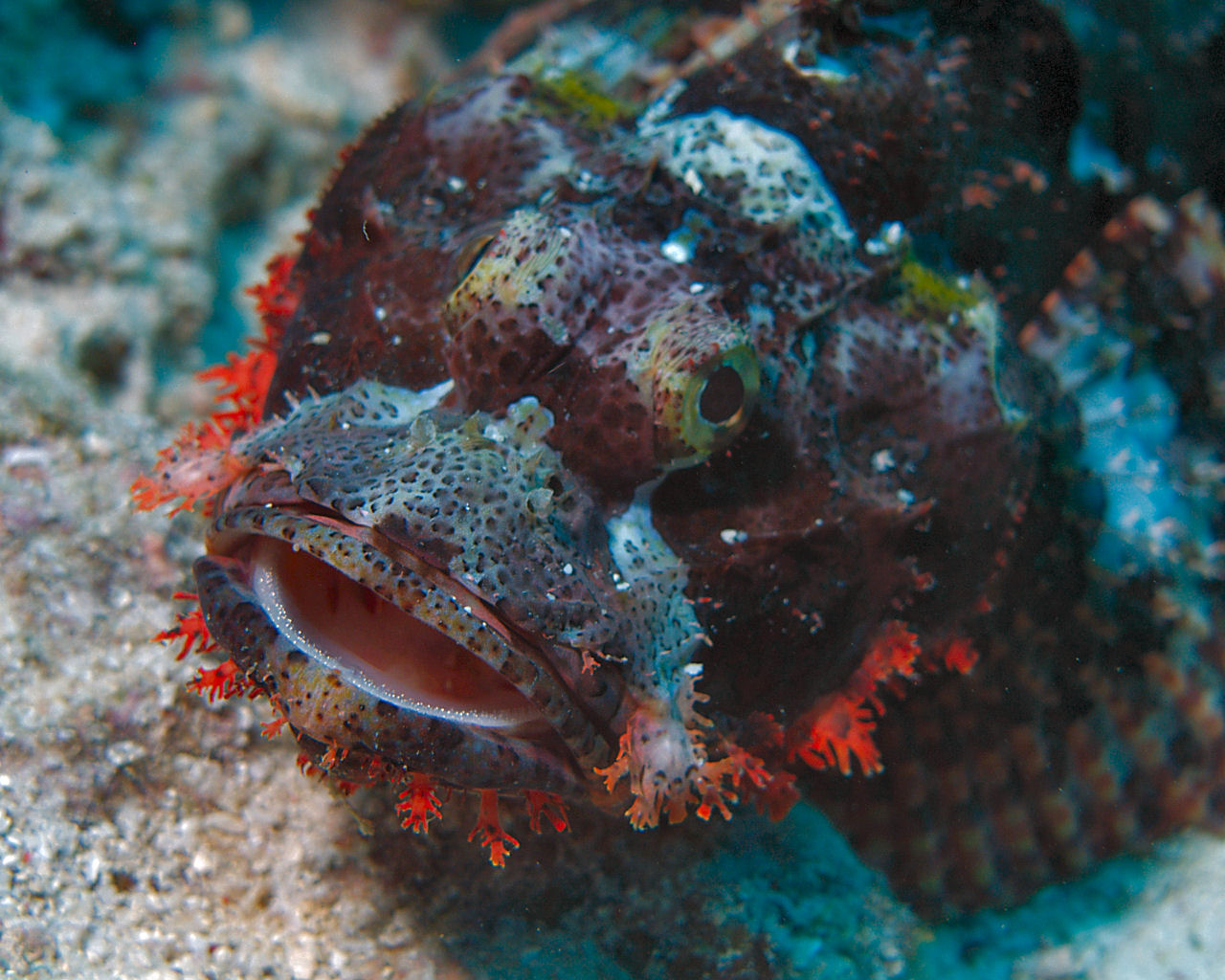 Scorpionfish at South Point