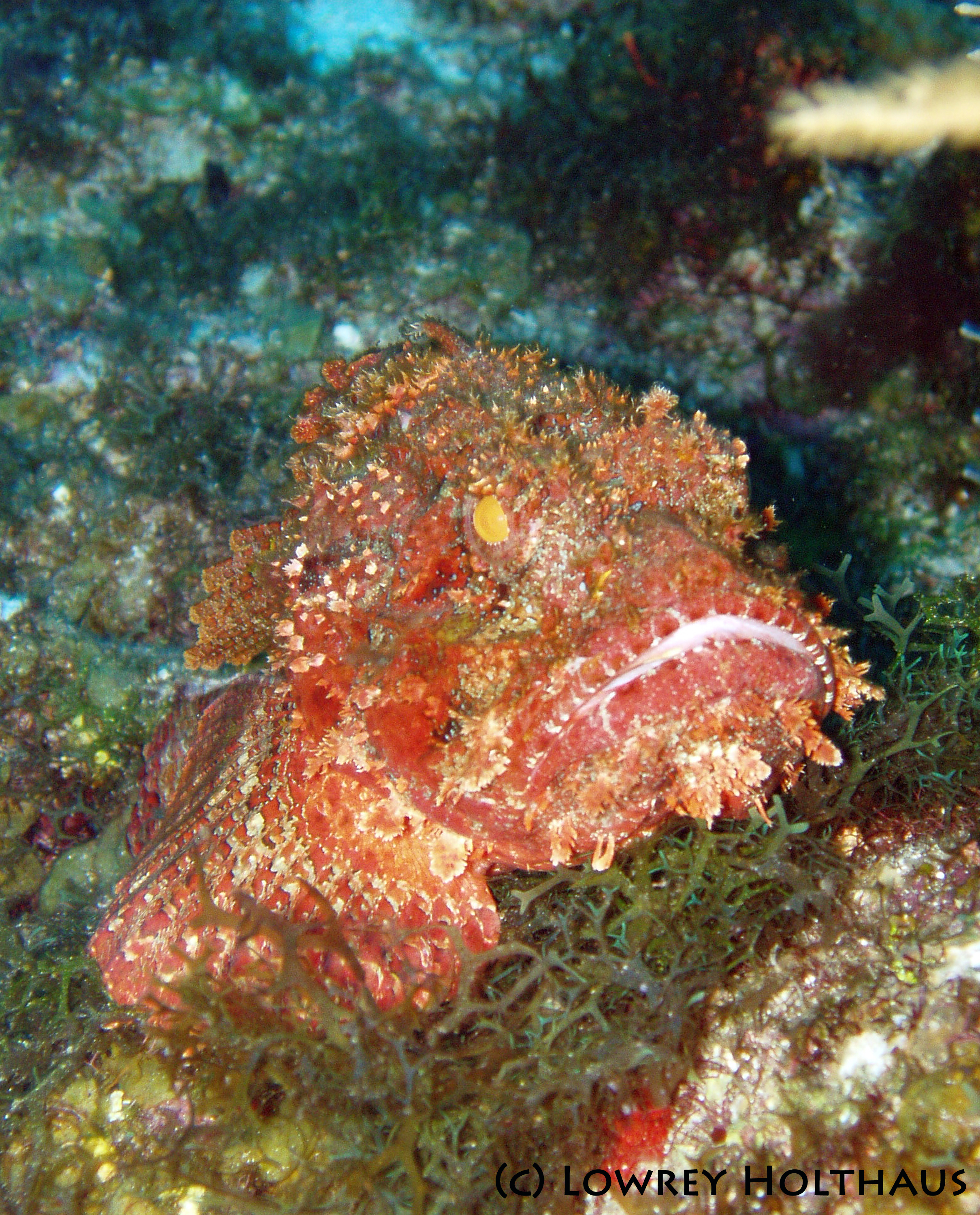 scorpionfish1-c