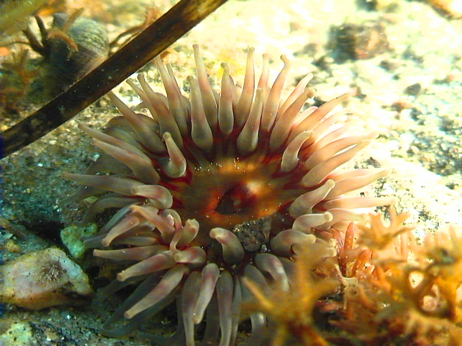 Sea anemone Denmark 02