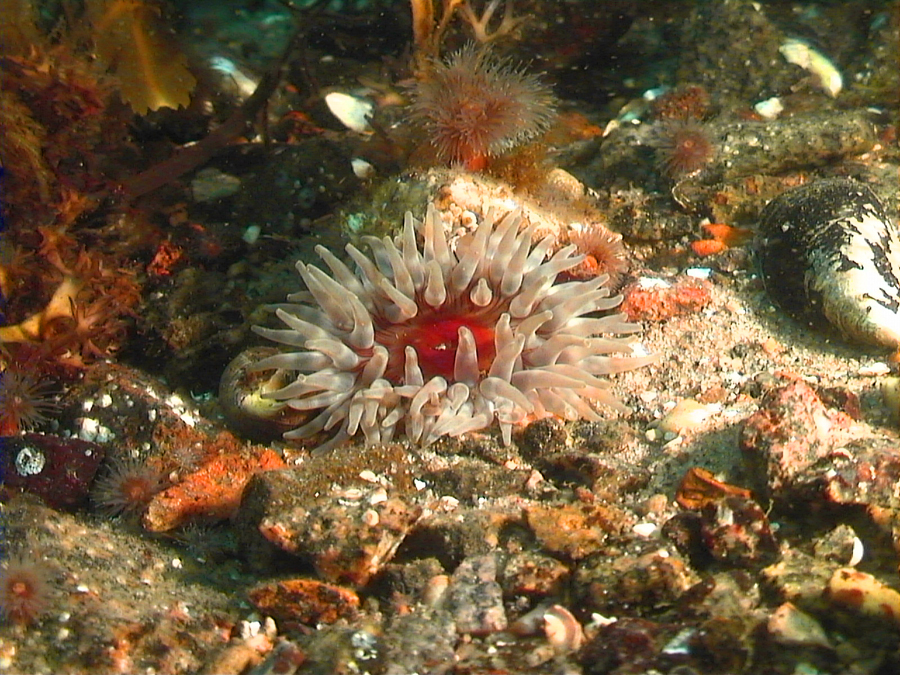 Sea anemone Denmark 04