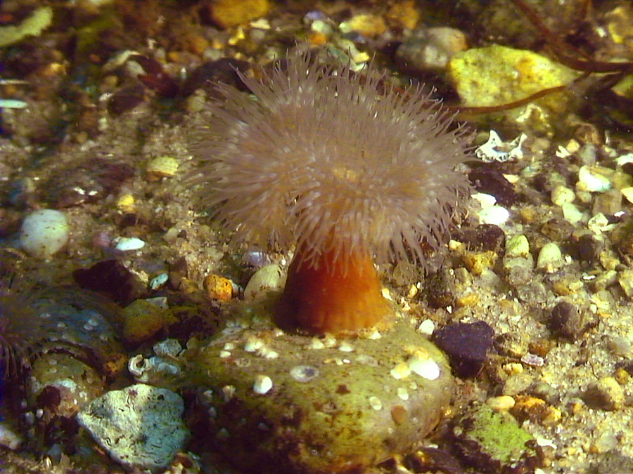 Sea anemone Denmark 06.