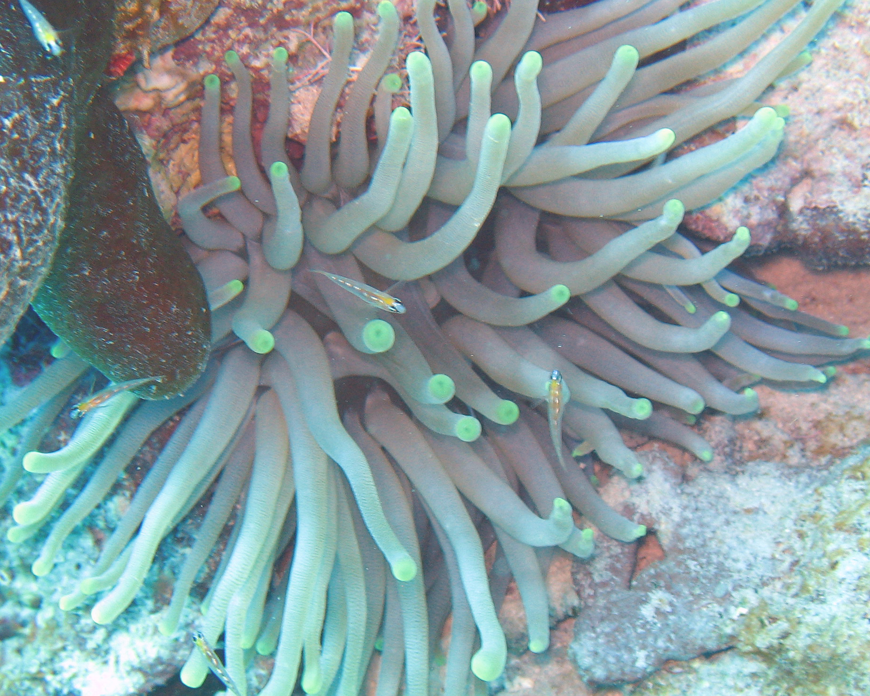 Sea Anemonie