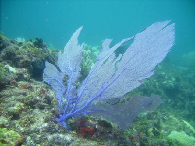 Sea Fan in Cancun