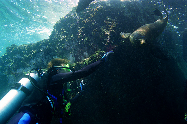 Sea Lion and Diver at Los Islotes, Baja