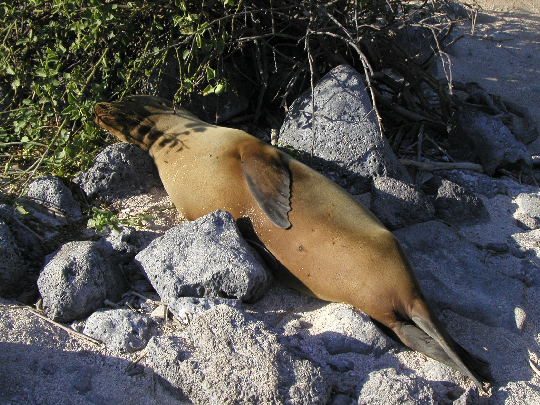 Sea Lion at rest
