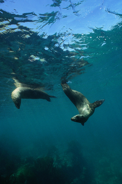 Sea Lions at The Rookery, SBI