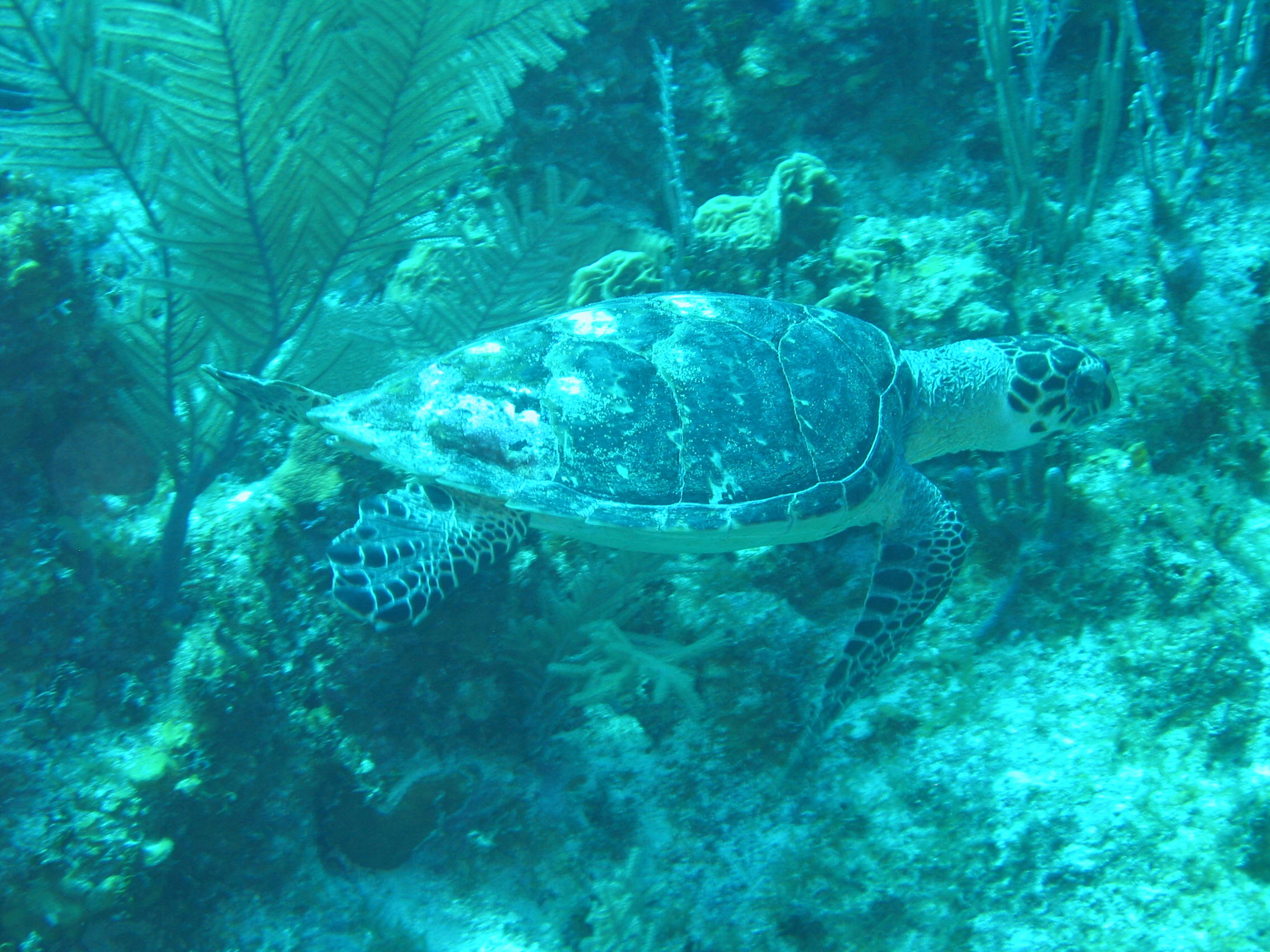 Sea_Turtle3