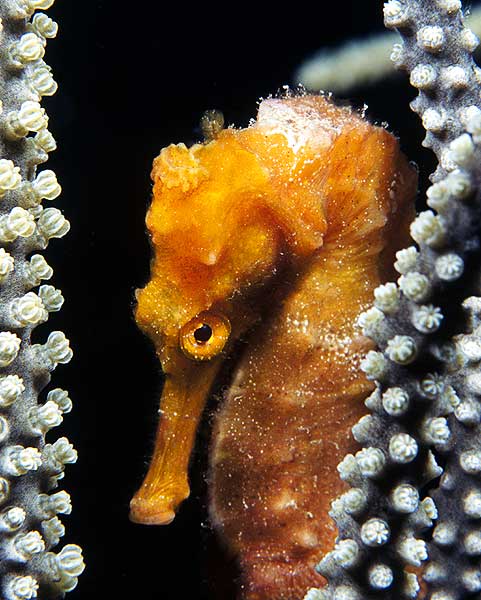 Seahorse (Orange)