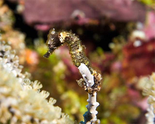 Seahorse-Yellow-and-Black