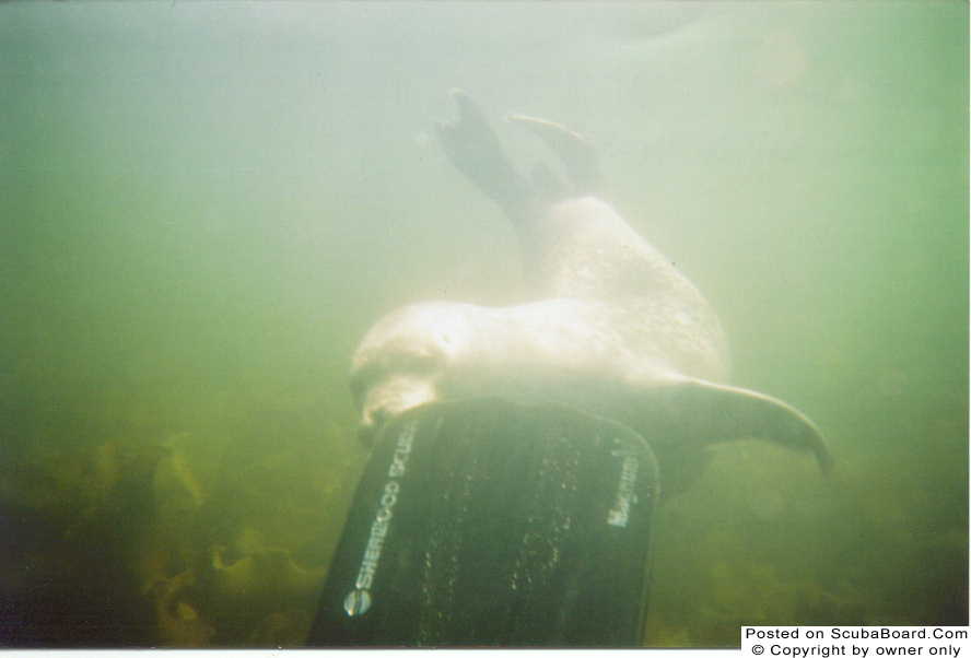 Seal, Perce Quebec Canada